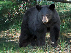 Black Bear in the Forest photo