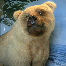 Monterey California Coastal Bear photo